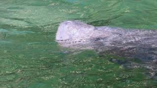 See Whiskers on Snout of Manatee Floating by Satellite Tagged Mammal on Record Day of 747 Manatees!