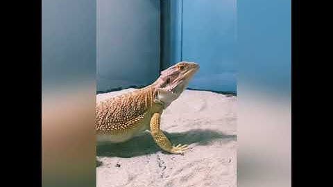 #Pogona vitticeps, the #Central #bearded #dragon Hari on its lunch