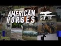 Nature: American Horses - Preview