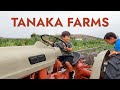 Tanaka farms in irvine with kids in fall  pumpkin patch tractor ride petting zoo 4k