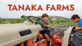 🚜 Tanaka Farms 🌾 in Irvine with Kids in Fall - Pumpkin Patch, Tractor Ride, Petting Zoo