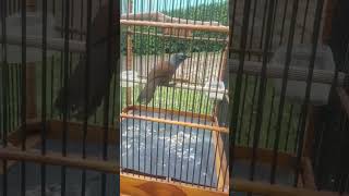 POKSAY MANTEL JANTAN SUARANYA BAGUS👍