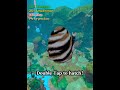 Double Tap To Hatch This Egg!!! #ug #vr #gtag #gorillatag 