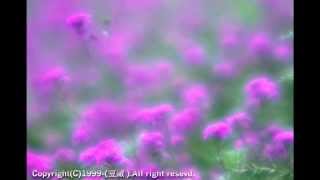 Soft Focus Lens Photo Gallery screenshot 3