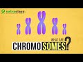What are chromosomes | Biology | Extraclass.com
