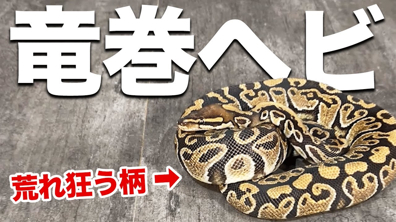 Super Hurricane｜Ball Python Morph List - YouTube