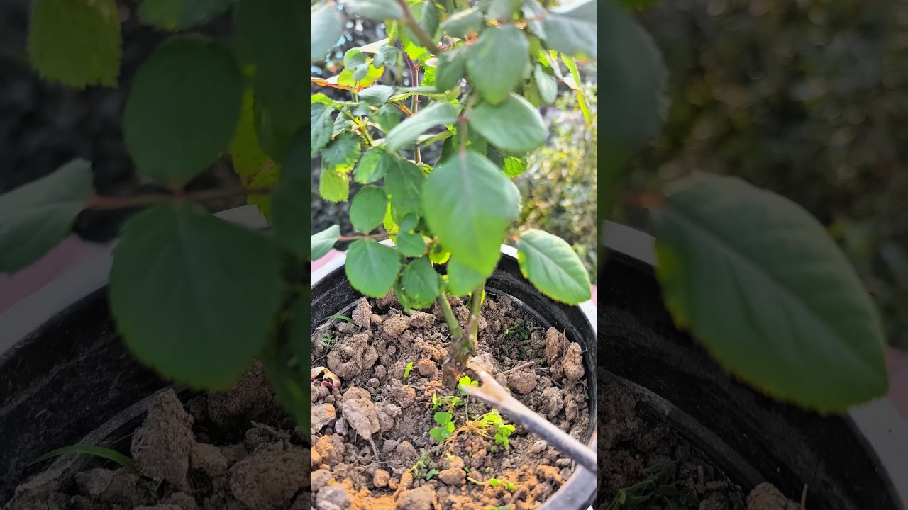 99% Gardeners Make This Mistake With Roses 😱