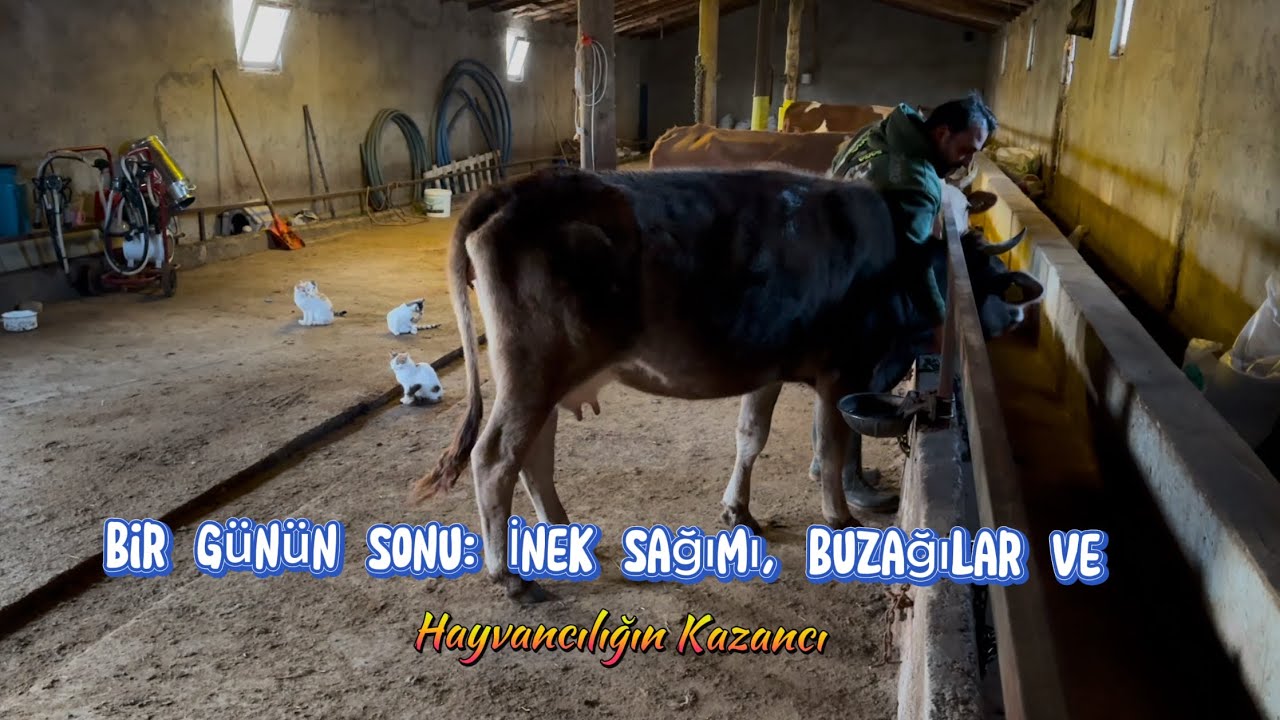 Bir Günün Sonu: İnek Sağımı, Buzağılar ve Hayvancılığın Kazancı