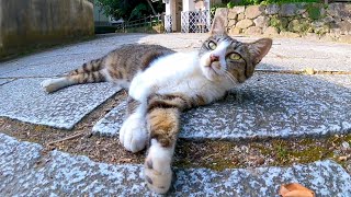 お城の猫、石垣の下でゴロンゴロン転がって来場者をもてなす