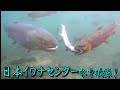 激レア!共食い・メーター越えモンスター水中映像!日本イワナセンター