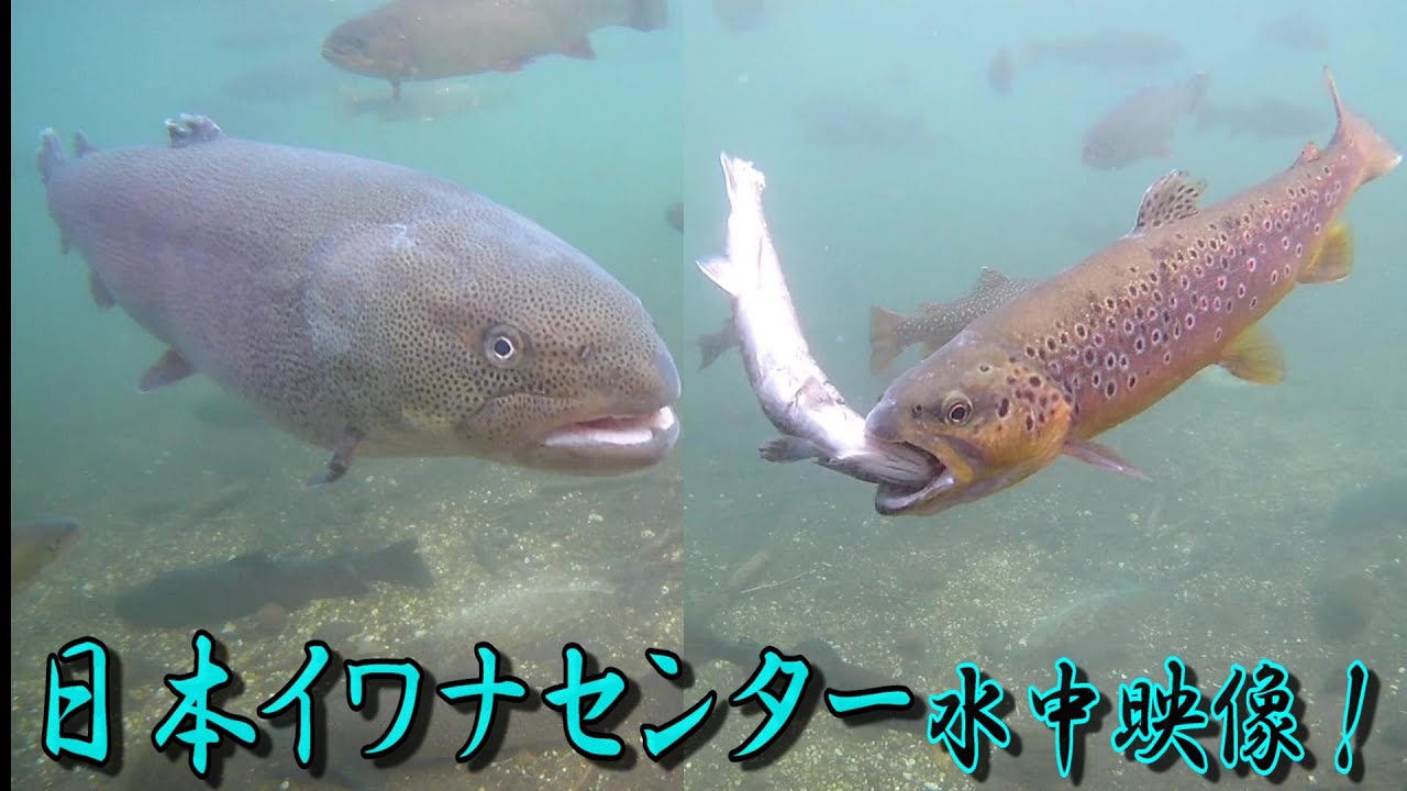 激レア！共食い・メーター越えモンスター水中映像！日本イワナセンター