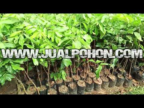 Jual Bibit Buah Kelengkeng Itoh Stok Banyak