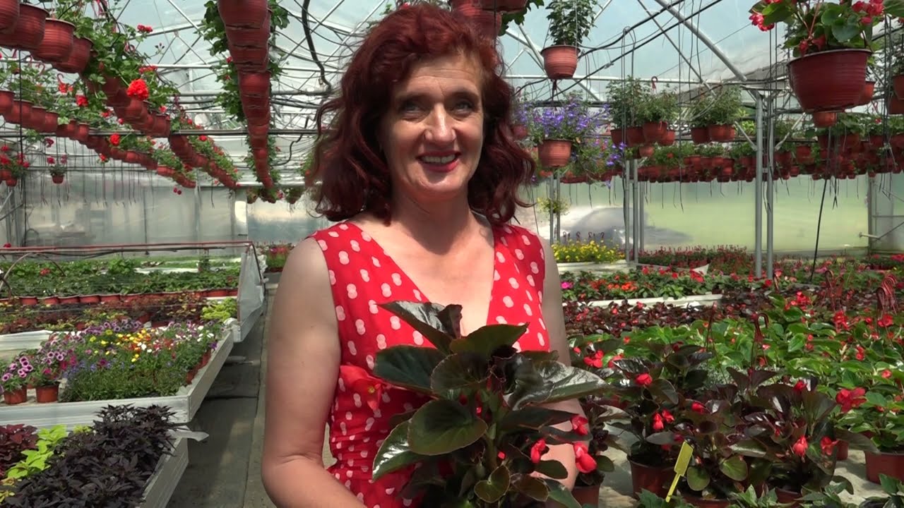 Begonija kraljica leta