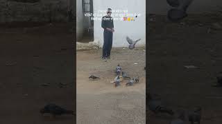 indian army status|दाना नहीं, प्यार बाँटा। भूखेपक्षियों को दाना |वर्दी का जुनून #motivation #fitness