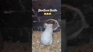 Adorable Baby Bunnies #adorably #mybunny #rabbit