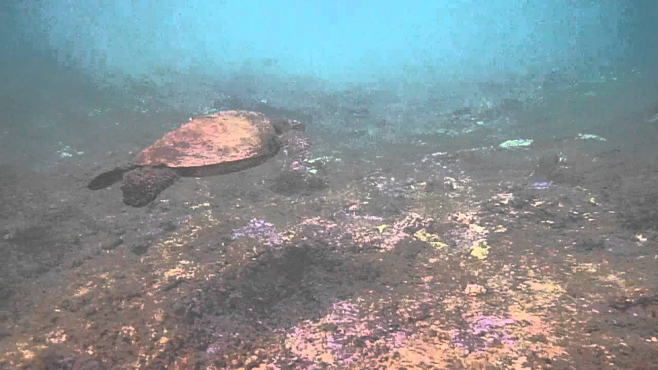 Tunnels Beach Sea Turtles YouTube