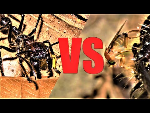 Bullet Ant vs Zombie Fly: Gross Parasitic Insect Biology