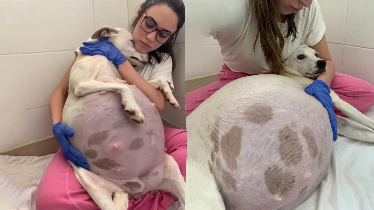 Мои новорожденные бурно шевелятся: «Пожалуйста, помогите мне, не оставляйте меня одного».