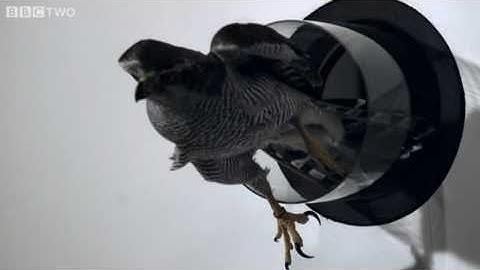 Goshawk Flies Through Tiny Spaces in Slo-Mo! - The Animal