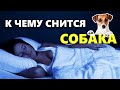 К чему снится собака во сне, толкование снов о собаках