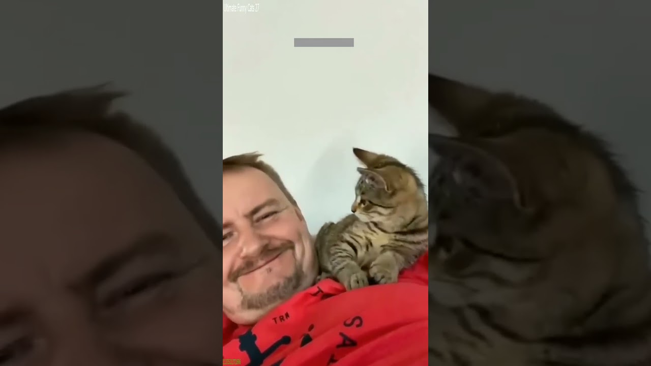 Funny Cat 😸 kitten meowing 😅 # Episode 4649