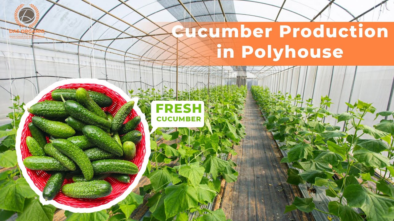 Cucumber Farming in Polyhouse | पॉलीहाउस में खीरे की खेती | Online vegetable and fruit delivery #02
