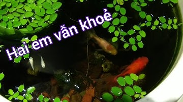 Cập nhật hồ cá vàng không lọc, không sủi oxy sau gần 2 tháng