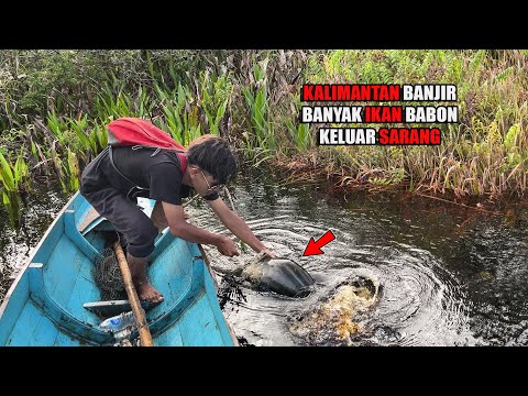 3 HARI PASANG 30 PANCING, BERMALAM DI PONDOK TENGAH SUNGAI & DAPAT IKAN BABON #bocahpecicilan