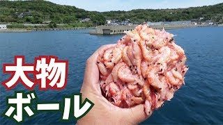 堤防の壁際にエビ玉入れたら！ありえない巨物体が掛かった