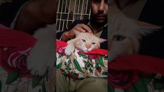 #cat #funny #studywithmeandmycat