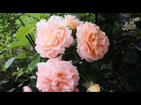 Wideo: Aby Róże Obnosiły Się Na Stronie