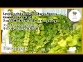【観葉植物】リシマキア・ヌンムラリア・オーレア 成長記録と増やし方 Lysimachia nummularia aurea Growth record and how to increase
