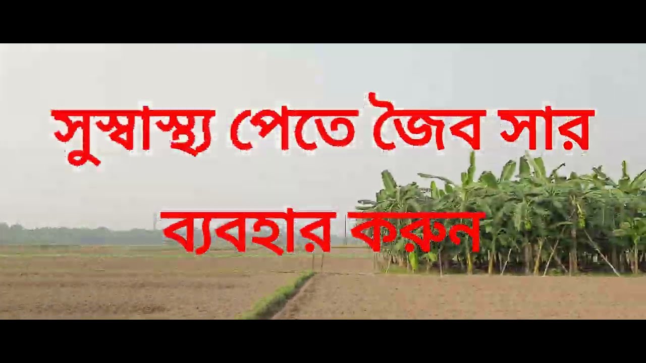 #organicagriculture #bananadiseases #জৈব কলা চাষ#100%organicfood #bananadiseases management#healthy
