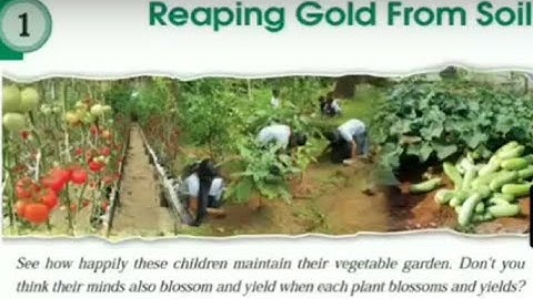 𝐁𝐀𝐒𝐈𝐂 𝐒𝐂𝐈𝐄𝐍𝐂𝐄 𝐒𝐓𝐃 𝟕 | 𝐑𝐄𝐀𝐏𝐈𝐍𝐆 𝐆𝐎𝐋𝐃 𝐅𝐑𝐎𝐌 𝐓𝐇𝐄 𝐒𝐎𝐈𝐋 | 𝐂𝐋𝐀𝐒𝐒 𝟏 | 𝐒𝐂𝐄𝐑𝐓 𝐄𝐍𝐆𝐋𝐈𝐒𝐇 𝐌𝐄𝐃𝐈𝐔𝐌