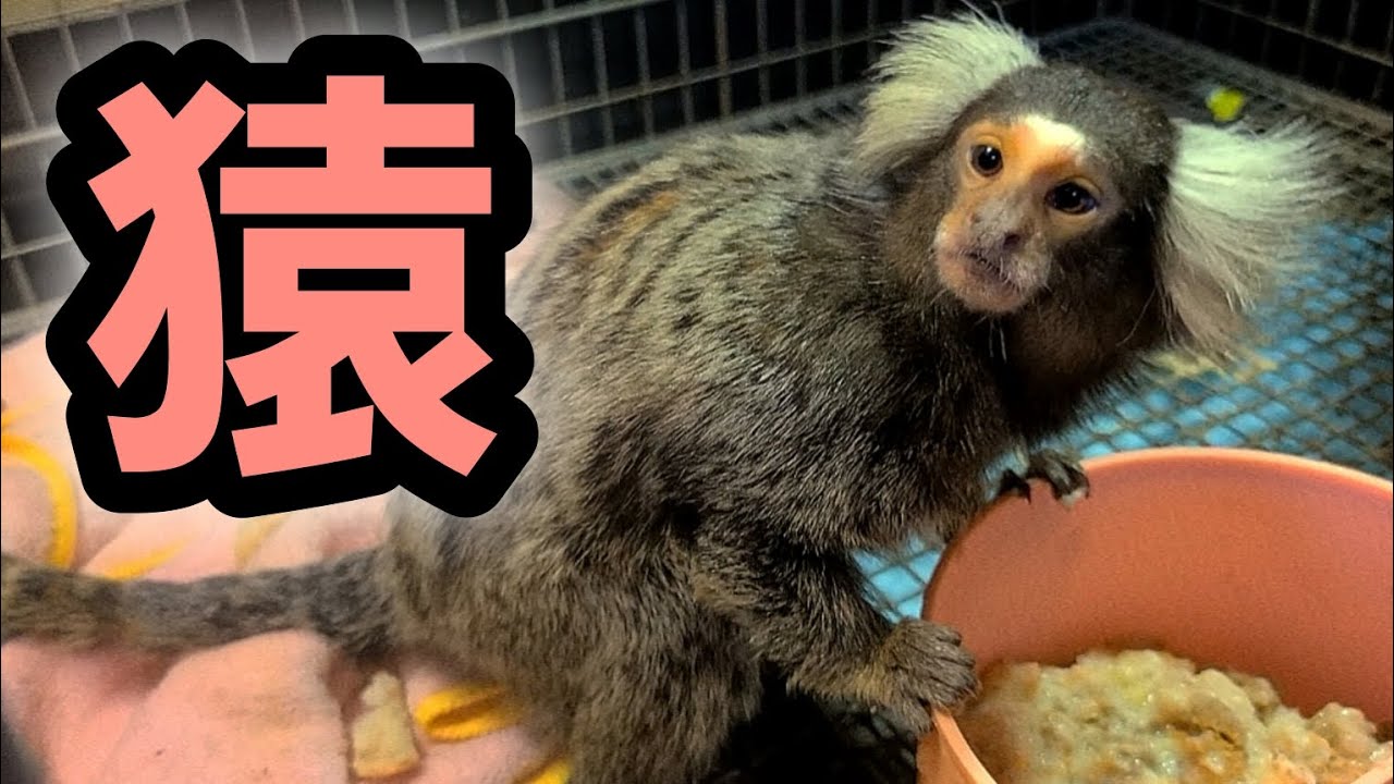 【コモンマーモセット】お正月なのでサル買ってきました