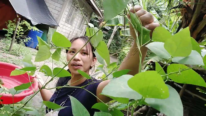 Harvesting Patani that my husband planted, one of ...