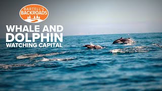 Unique geography makes Dana Point a Dolphin and Whale Watching hotspot | Bartell's Backroads