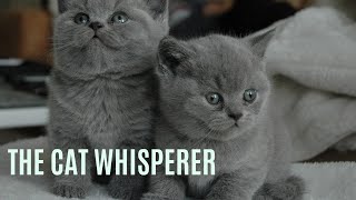 What Is Cat Whisperer? by Giggling Paws and Pets 9 views 1 year ago 2 minutes, 20 seconds