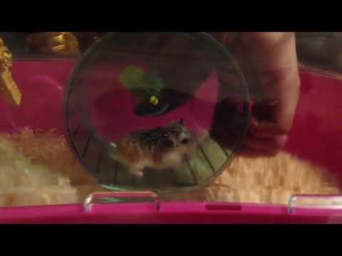 Video: How To Teach A Hamster To Run In A Wheel