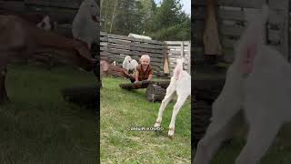 На навигаторе ферма #чезасыр #horse #волкособ #йогаскозами