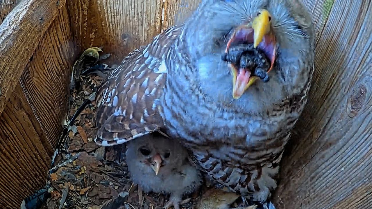 Turtle Delivery! Female Barred Owl Has Hard Time Swallowing Turtle Whole – April 20, 2025