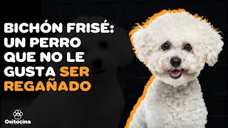 9 COSAS QUE DEBES SABER SOBRE EL BICHÓN FRISÉ