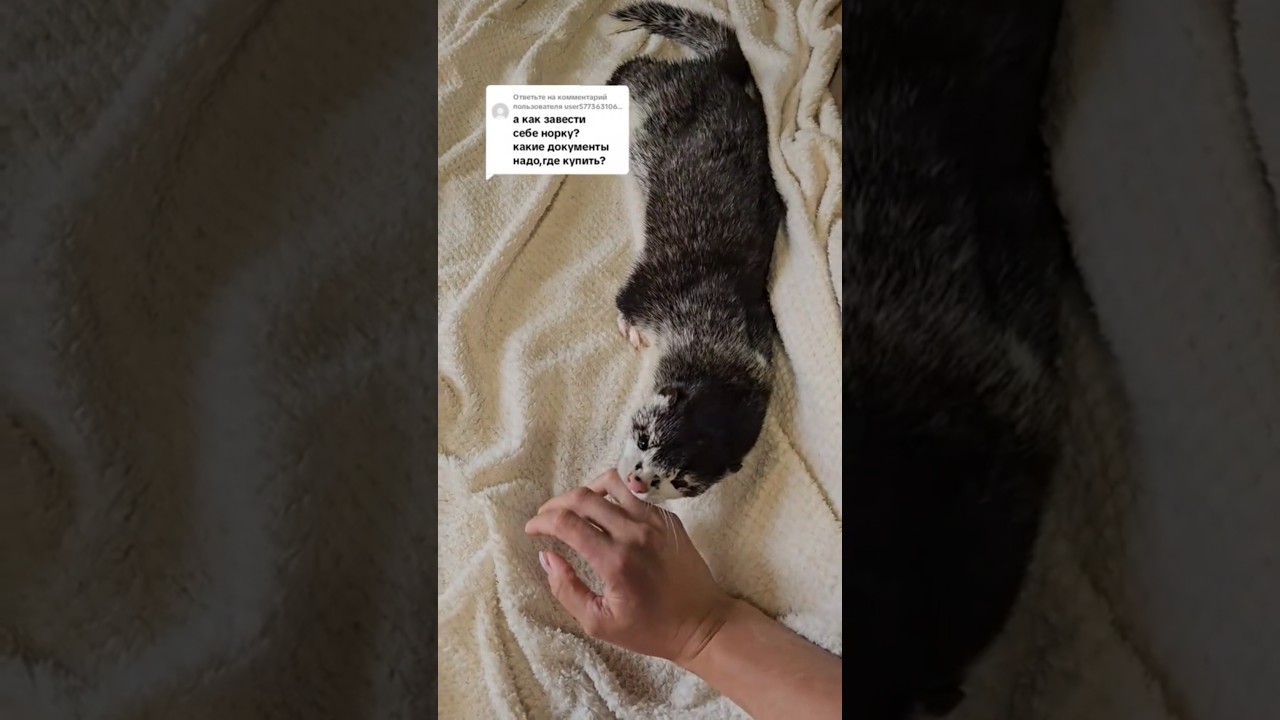 Как завести себе норку? 