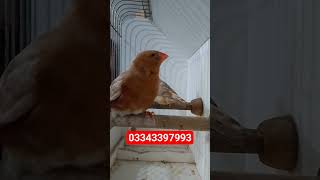#zebra finch mutation#full orange#tictok#shots#viral reel#03092042995
