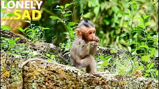 Poor Baby Monkey So Pitiful Poor Jinx Got Abandoned Alone On The Rock. Why Mum Left Me Alone??
