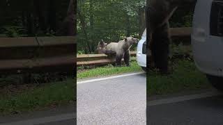 Bears Along the Transfagarasan Road Anticipating Human Feeding