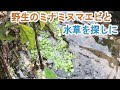 【アクアリウム】野生のミナミヌマエビと水草を探しに！