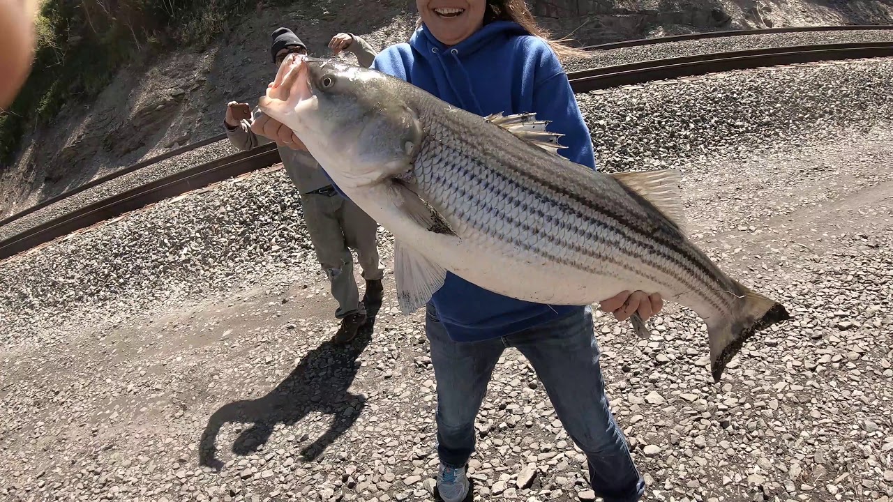striper fishing hudson river highlights of 2019 season YouTube