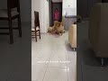 La cheñola es muy fastidiosha 🙄🐾#goldenretriever #pets #mascotas #doglovers #petlovers #viral #amor