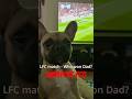 ⚽️🐾 From Anfield to belly rubs… Ellie always wins ❤️#football #frenchie #lfcfamily #snugglesquad